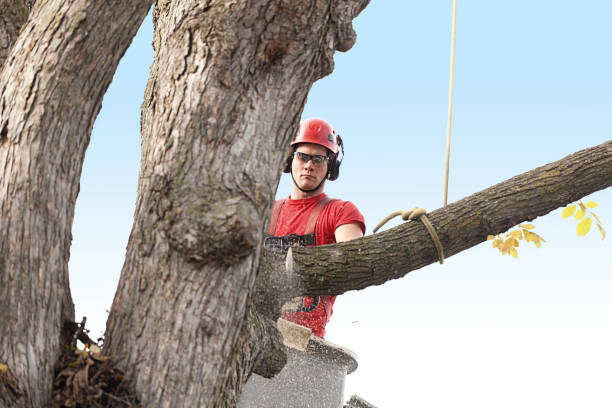 Best Fruit Tree Pruning  in Centre, AL